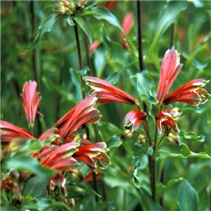Alstroemeria Psittacina 'Variegata' ('royal Star')